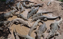 Inde : des serpents et crocodiles envisagés pour freiner l’immigration clandestine