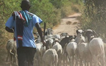 Drame à Thiaroye : Une femme de 75 ans au cœur d'une violente expédition punitive pour un vol de moutons