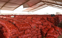Régulation du marché de l’oignon : Le Sénégal suspend les ventes des agro-business pour protéger les petits producteurs