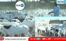 Des moutons de qualité à prix abordables à la Bergerie Mahmoud Fall de Louga