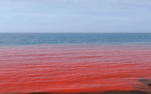 Algérie : mystère autour d’une plage dont les eaux ont viré au rouge à Ain Benian