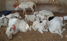 Ndiassane : une bande armée vole 28 moutons de race, les éleveurs sous pression