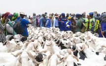 Tabaski 2026 : le Sénégal et le Mali renforcent leur coopération pour l’approvisionnement en moutons