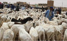 Moutons rares, prix en hausse : la crise malienne s’invite à la Tabaski des Sénégalais