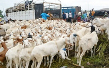 Dahra Djoloff : deux présumés voleurs de bétail arrêtés avec 24 moutons