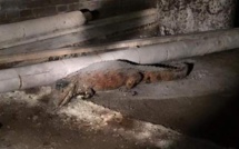 La police d'Amsterdam découvre un crocodile dans une cave