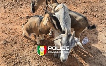 Vol de bétail à Nioro : un suspect interpellé après plusieurs jours de cavale