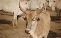 Thiès : un laveur de véhicules condamné après une affaire de vol de bœuf