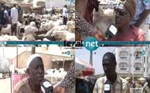 Louga : ventes timides au foirail à la veille de la Tabaski