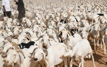 Tabaski 2026 : le Sénégal franchit le cap du million de moutons malgré des tensions sur les coûts