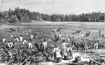 Histoire : quand l’Espagne interdisait les esclaves wolofs, mandingues et musulmans en Amérique