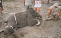 Des éléphanteaux brutalisés pour devenir des bêtes de cirque