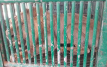 Des lions placés en garde à vue
