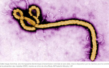 Épidémie d'Ebola: un premier cas identifié en France, chez un médecin de retour de RDC