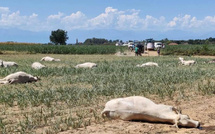Kaffrine : 22 bovins décimés après une intoxication au sorgho, les éleveurs appelés à la vigilance