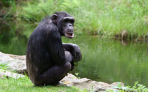 Un homme saute courageusement dans l’enclos pour sauver le chimpanzé