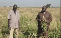 Hivernage 2026 : en tournée dans le Baol et le Saloum, Matar Diop salue le bon déroulement de la campagne agricole