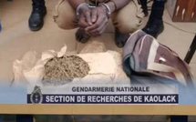 Kaolack : un gendarme, son père et deux complices écroués dans une affaire de trafic de chanvre indien