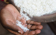 Riz contaminé aux aflatoxines : le ministère dément toute contamination généralisée
