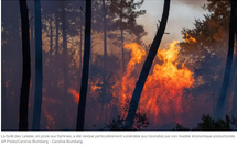 Incendies en France: comment la forêt des Landes est devenue «une poudrière»