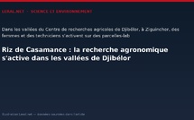 Riz de Casamance : la recherche agronomique s'active dans les vallées de Djibélor
