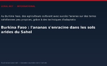 Burkina Faso : l'ananas s'enracine dans les sols arides du Sahel