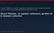 Siouré Thiambé : un jujubier centenaire, gardien de la mémoire collective