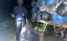 Saisie record à Mbodiène : la Gendarmerie intercepte 427 kg de chanvre indien