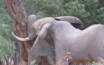 Un éléphant sauvé après qu'une balle a été retirée de son crâne