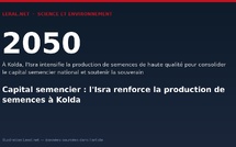 Capital semencier : l'Isra renforce la production de semences à Kolda