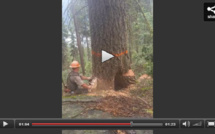 Quand l'arbre se venge de son bûcheron