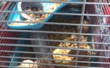 Des ado qui jouaient à Pokemon finissent par sauver de vrais animaux