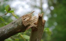 Un homme retire un gros bout de bois de la jambe de son ami... AÏE !