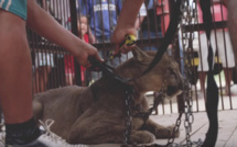 Au Pérou, un puma retenu depuis 20 ans dans un cirque enfin libéré