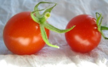 Elle pose une tomate dans le mauvais sens et voilà ce qu’il se passe !